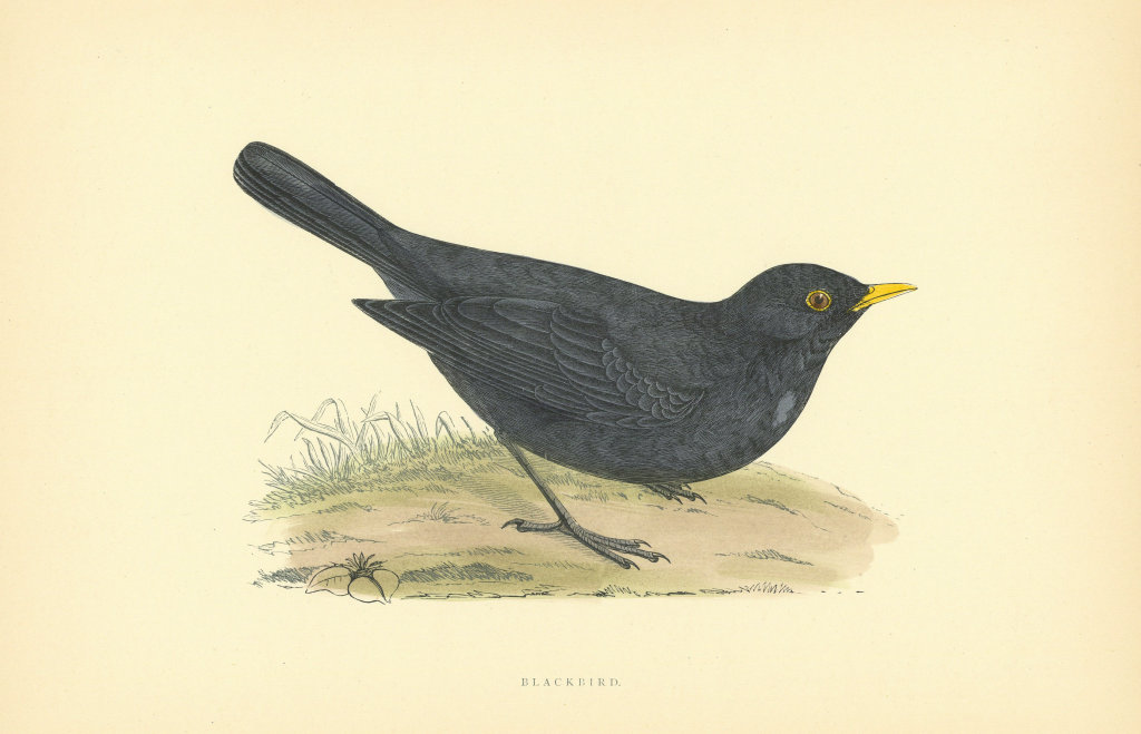 Blackbird. Morris's British Birds. Antique colour print 1903 old