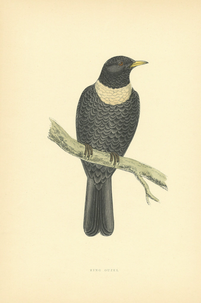Ring Ouzel. Morris's British Birds. Antique colour print 1903 old