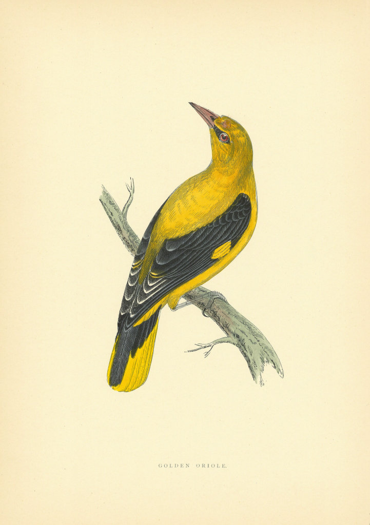 Golden Oriole. Morris's British Birds. Antique colour print 1903