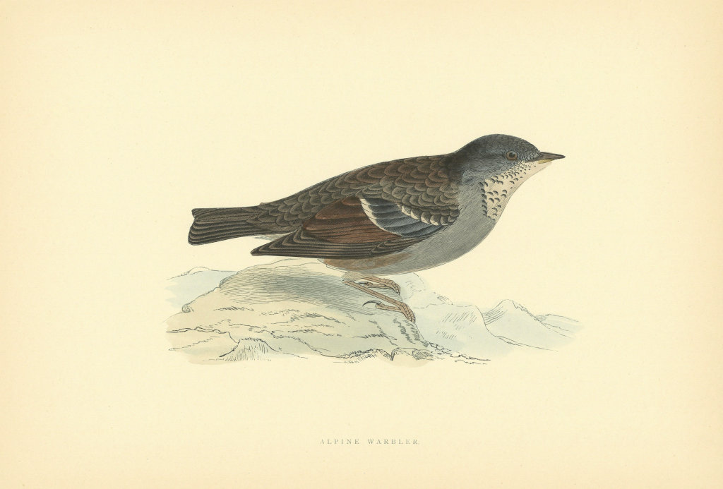Alpine Warbler. Morris's British Birds. Antique colour print 1903 old