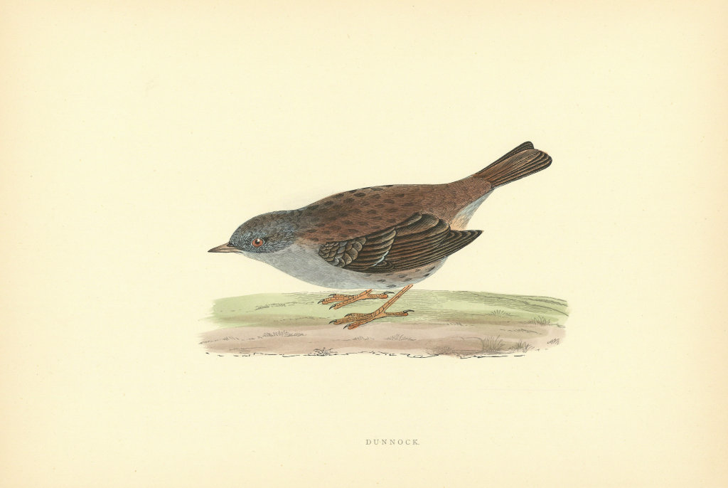 Dunnock. Morris's British Birds. Antique colour print 1903 old