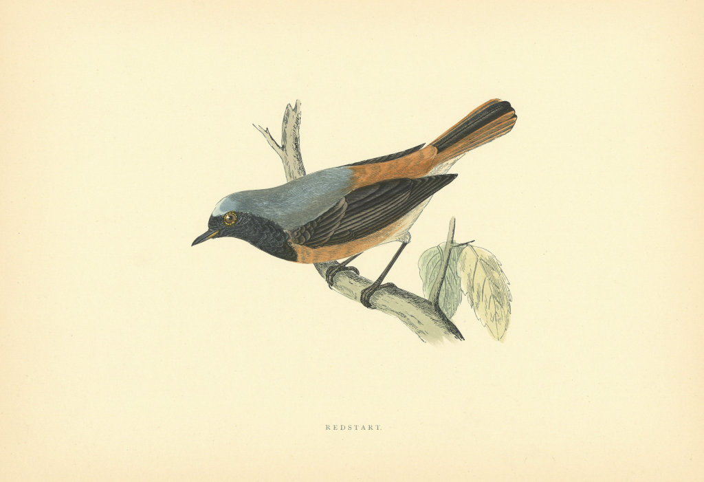 Bluebreast. Morris's British Birds. Antique colour print 1903 old