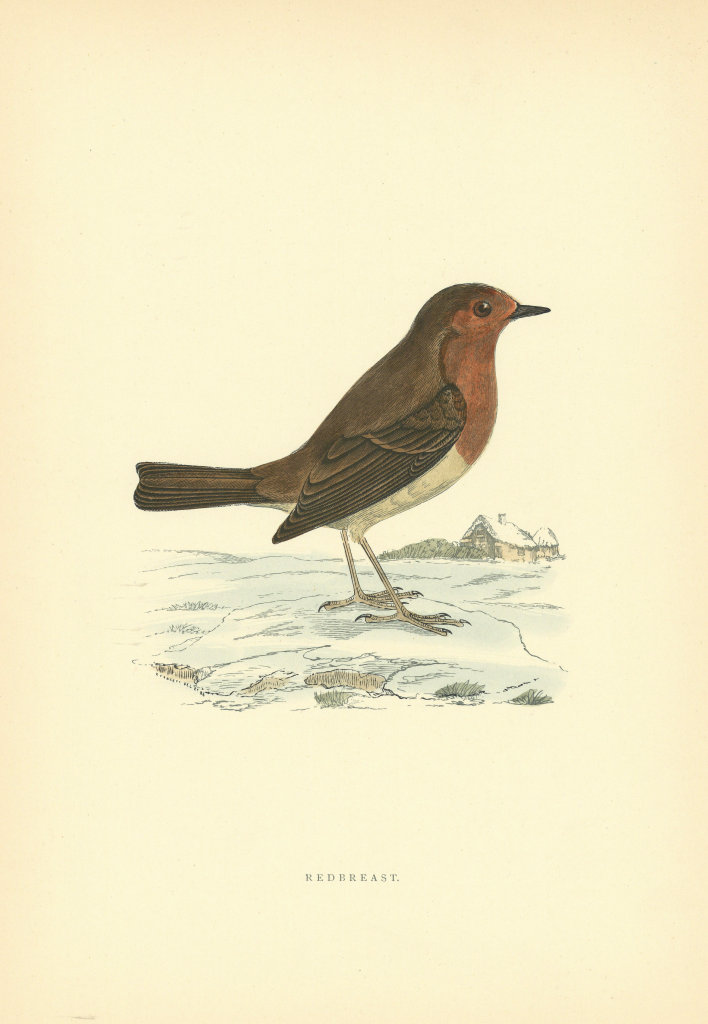 Redstart. Morris's British Birds. Antique colour print 1903 old