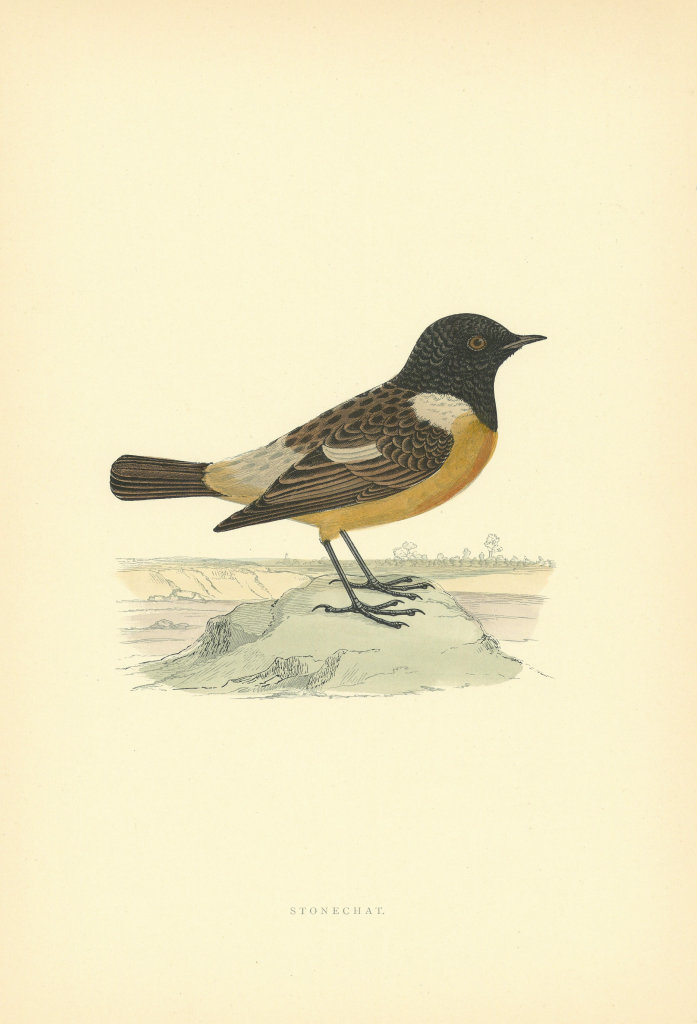 Stonechat. Morris's British Birds. Antique colour print 1903 old
