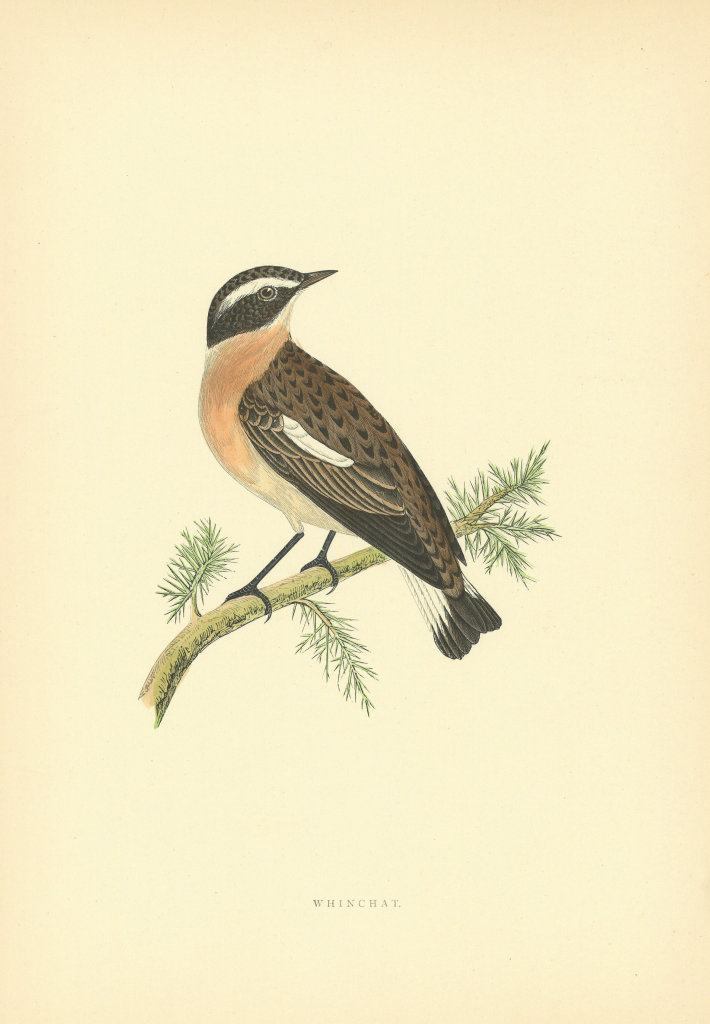 Whinchat. Morris's British Birds. Antique colour print 1903 old