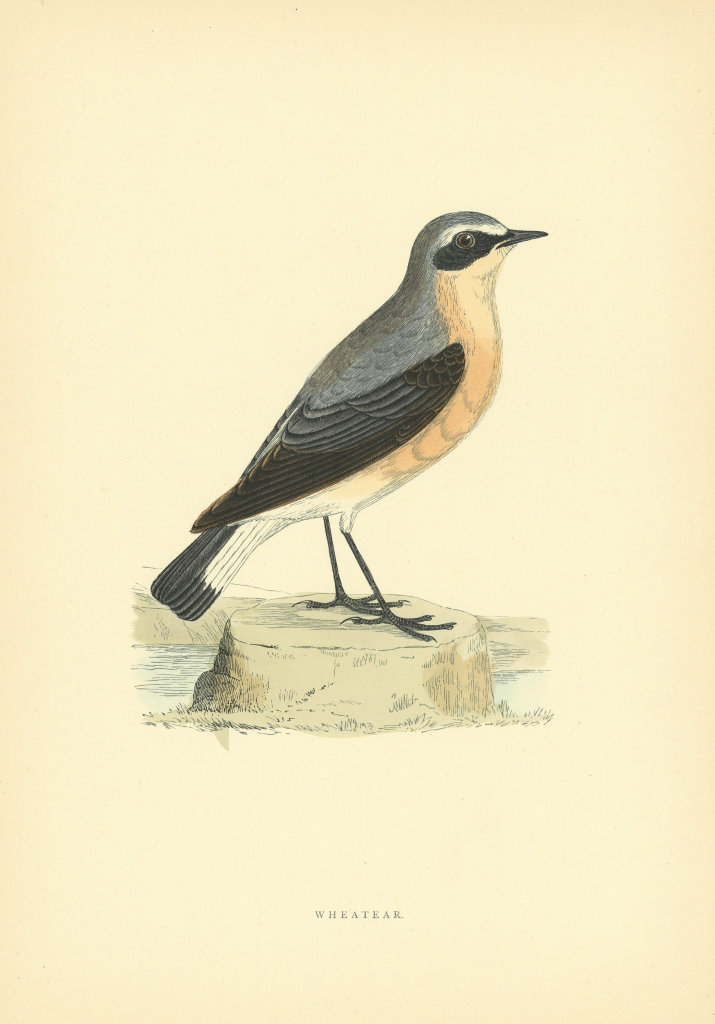Wheatear. Morris's British Birds. Antique colour print 1903 old