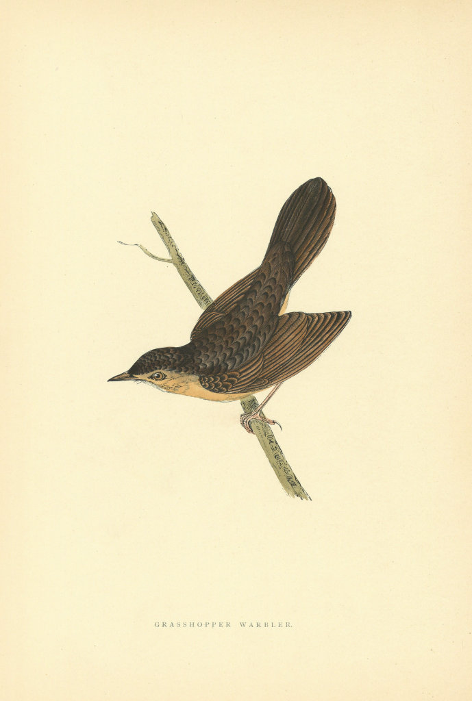 Grasshopper Warbler. Morris's British Birds. Antique colour print 1903