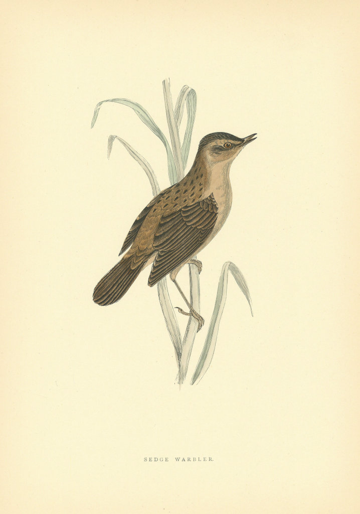 Sedge Warbler. Morris's British Birds. Antique colour print 1903 old