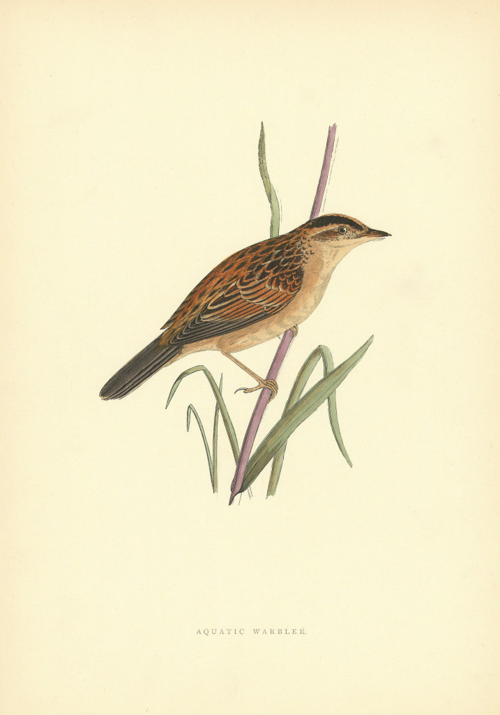 Acquatic Warbler. Morris's British Birds. Antique colour print 1903 old