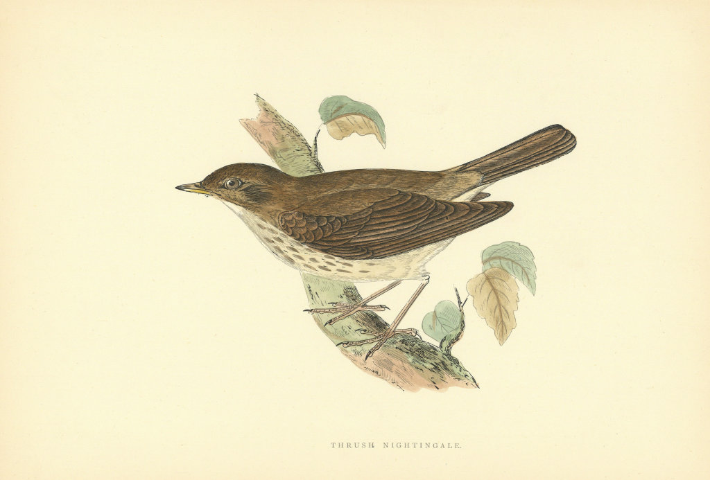 Thrush Nightingale. Morris's British Birds. Antique colour print 1903