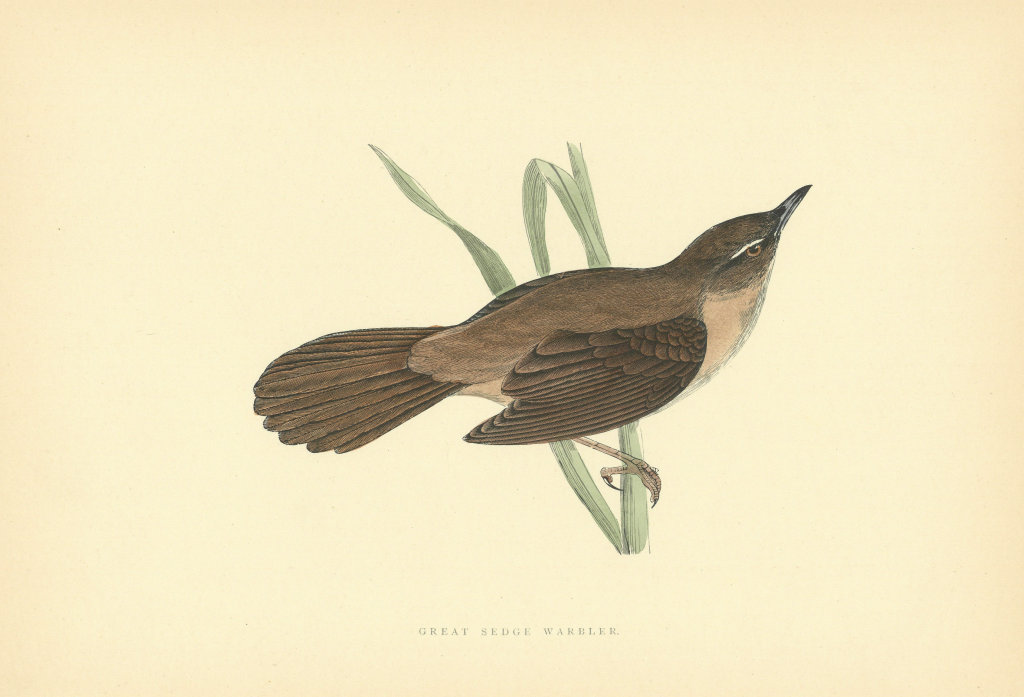 Great Sedge Warbler. Morris's British Birds. Antique colour print 1903