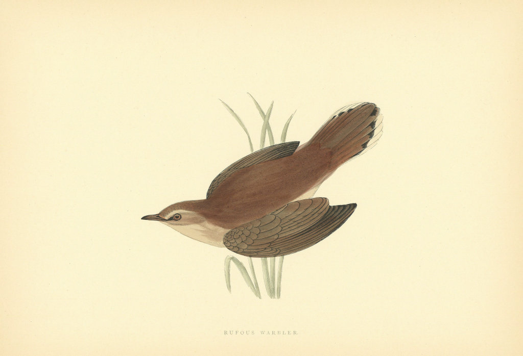 Rufous Warbler. Morris's British Birds. Antique colour print 1903 old
