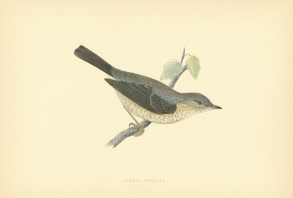 Barred Warbler. Morris's British Birds. Antique colour print 1903 old