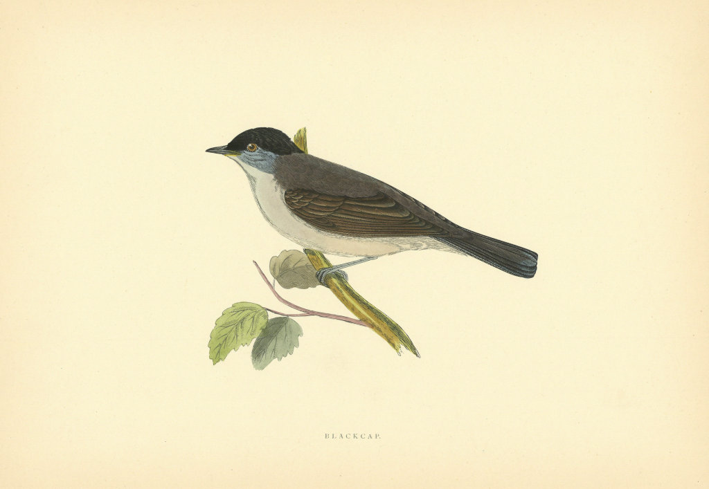 Blackcap. Morris's British Birds. Antique colour print 1903 old