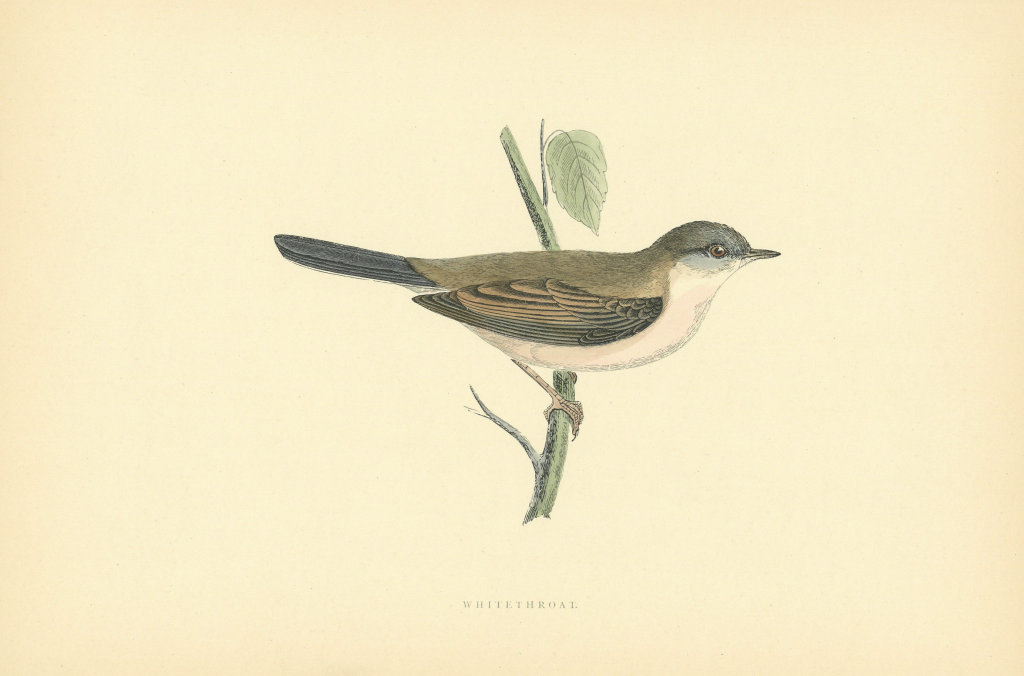 Whitethroat. Morris's British Birds. Antique colour print 1903 old