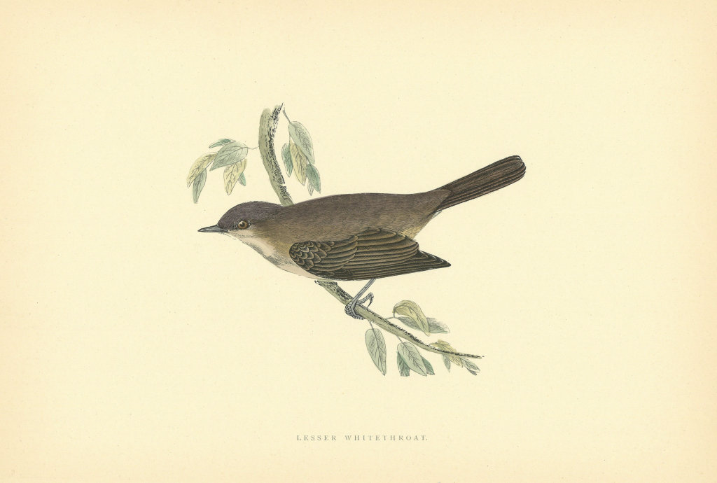 Lesser Whitethroat. Morris's British Birds. Antique colour print 1903