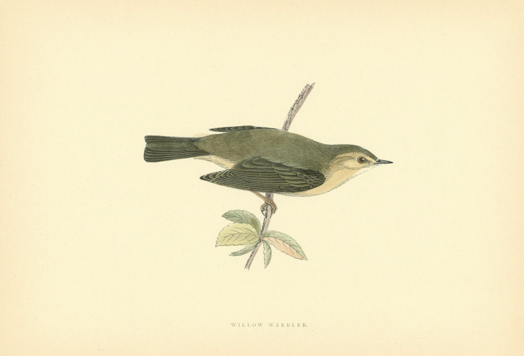 Willow Warbler. Morris's British Birds. Antique colour print 1903 old