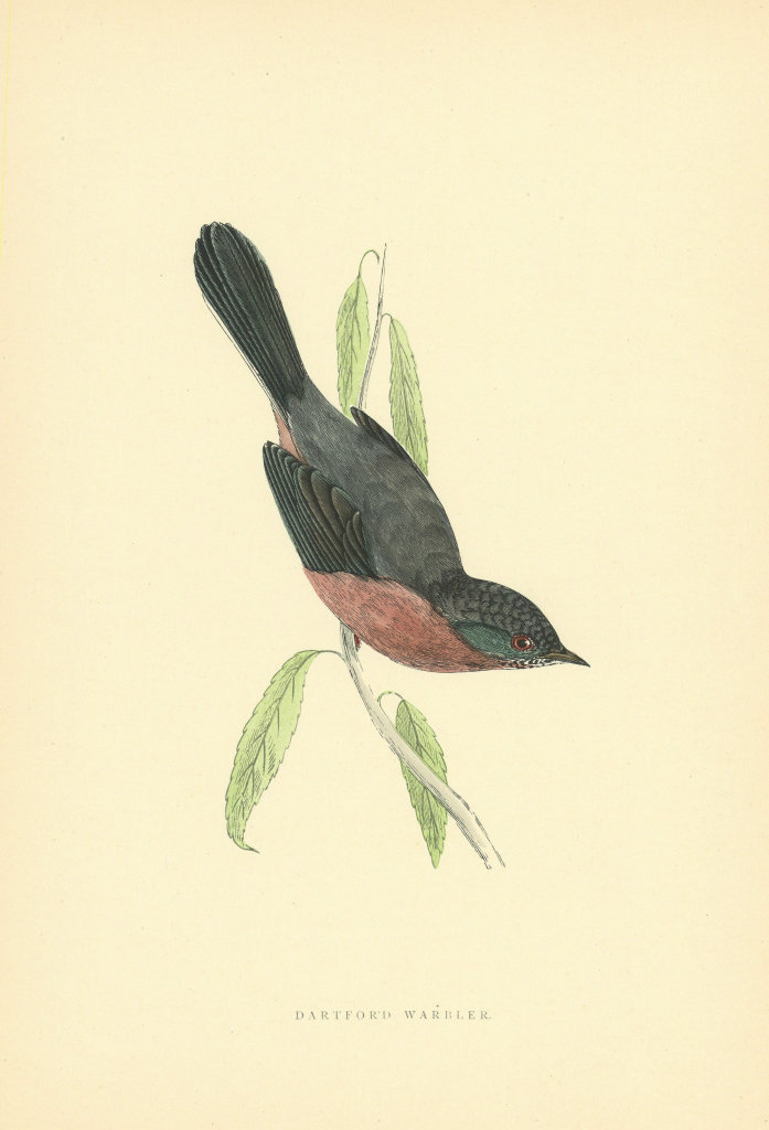 Dartford Warbler. Morris's British Birds. Antique colour print 1903 old