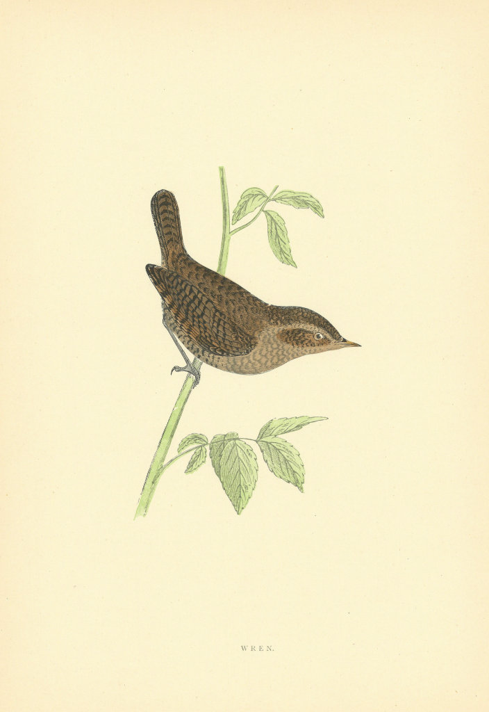 Wren. Morris's British Birds. Antique colour print 1903 old
