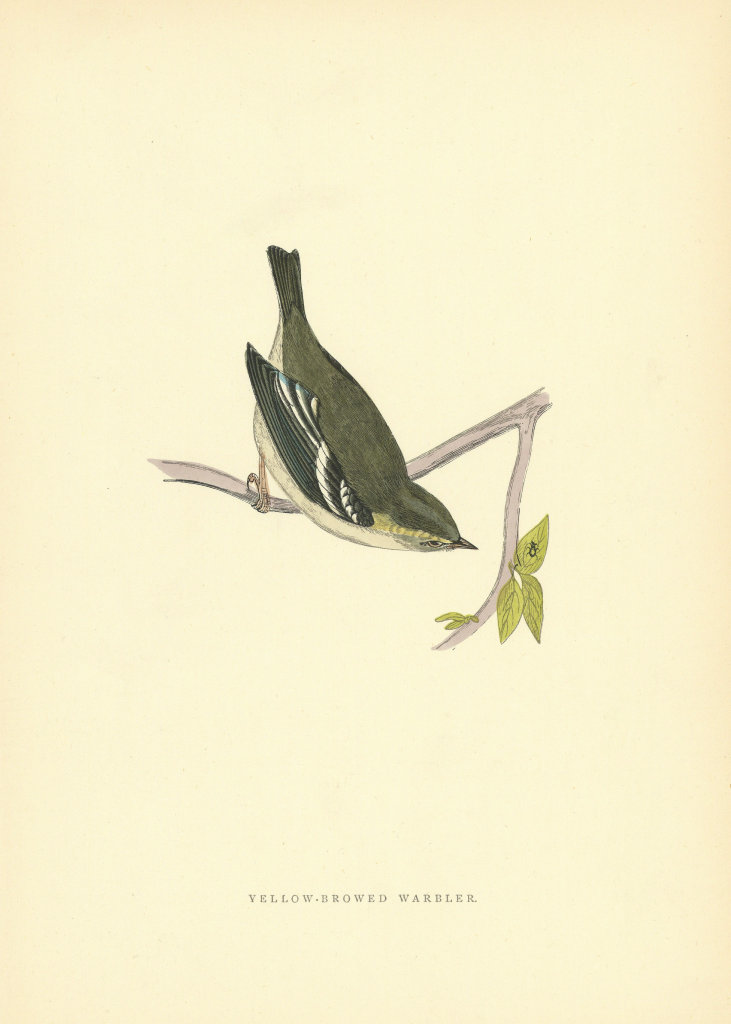 Yellow-browed Warbler. Morris's British Birds. Antique colour print 1903