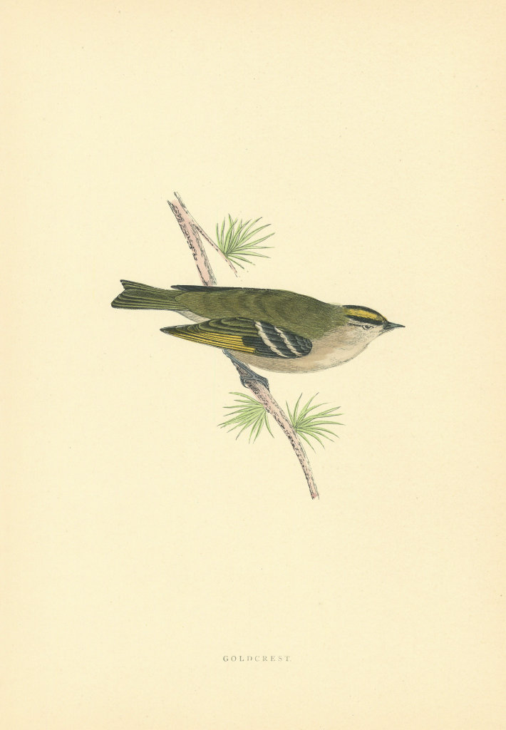 Goldcrest. Morris's British Birds. Antique colour print 1903