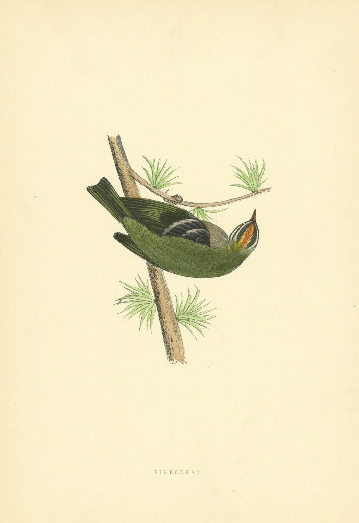Firecrest. Morris's British Birds. Antique colour print 1903 old