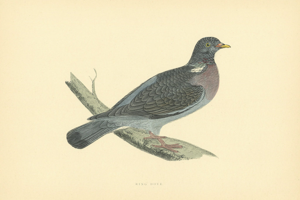 Ring Dove. Morris's British Birds. Antique colour print 1903 old