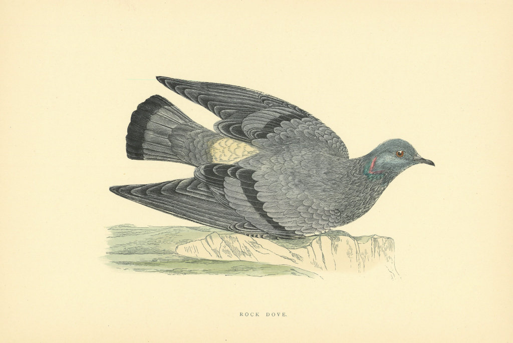 Rock Dove. Morris's British Birds. Antique colour print 1903 old
