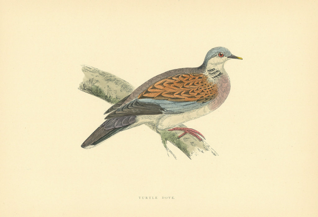 Turtle Dove. Morris's British Birds. Antique colour print 1903 old