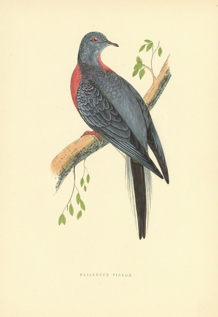 Passenger Pigeon. Morris's British Birds. Antique colour print 1903 old