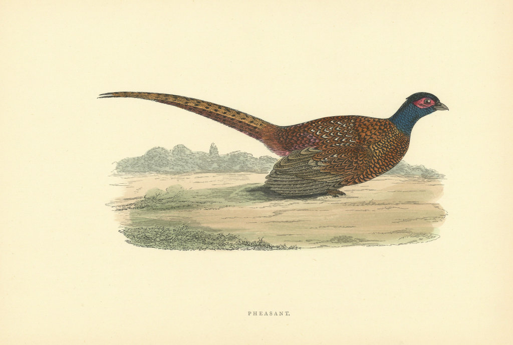 Pheasant. Morris's British Birds. Antique colour print 1903 old