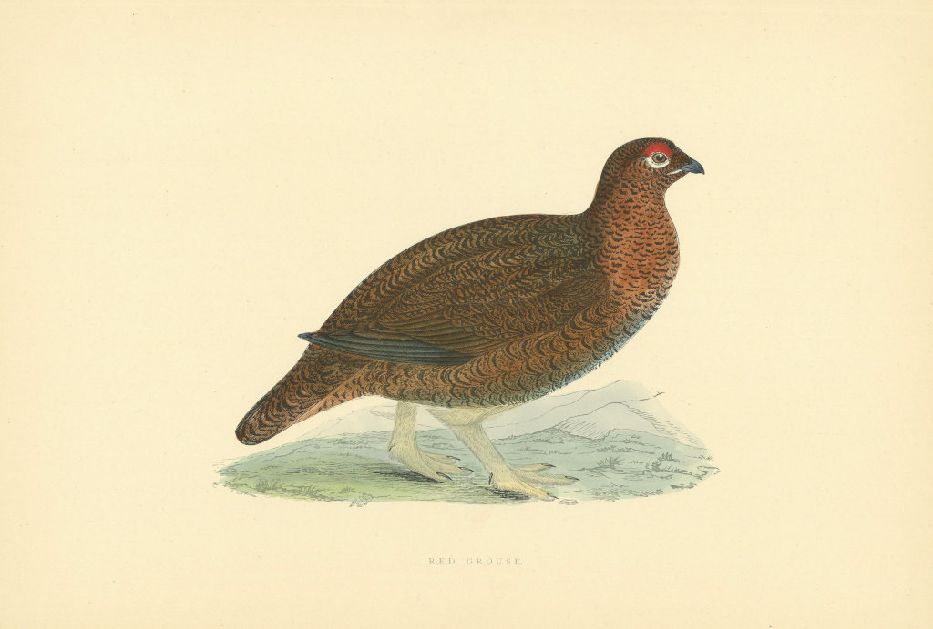 Red Grouse. Morris's British Birds. Antique colour print 1903 old