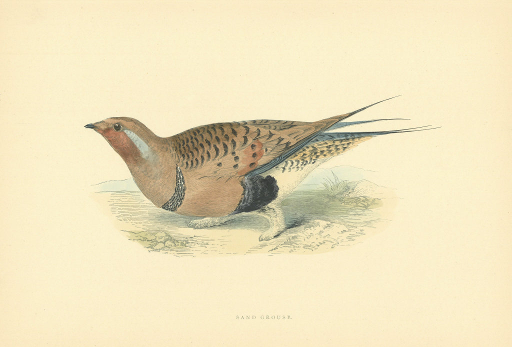 Sand Grouse. Morris's British Birds. Antique colour print 1903 old