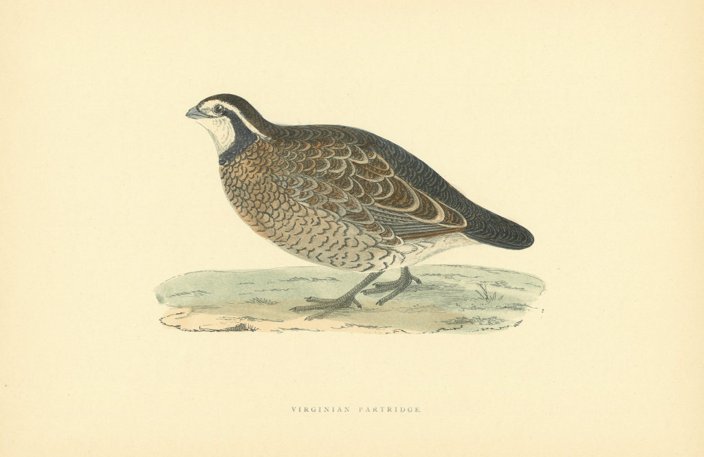 Associate Product Virginian Partridge. Morris's British Birds. Antique colour print 1903