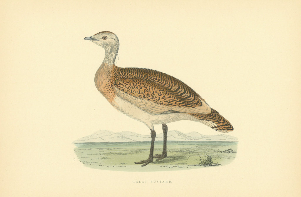 Great Bustard. Morris's British Birds. Antique colour print 1903 old