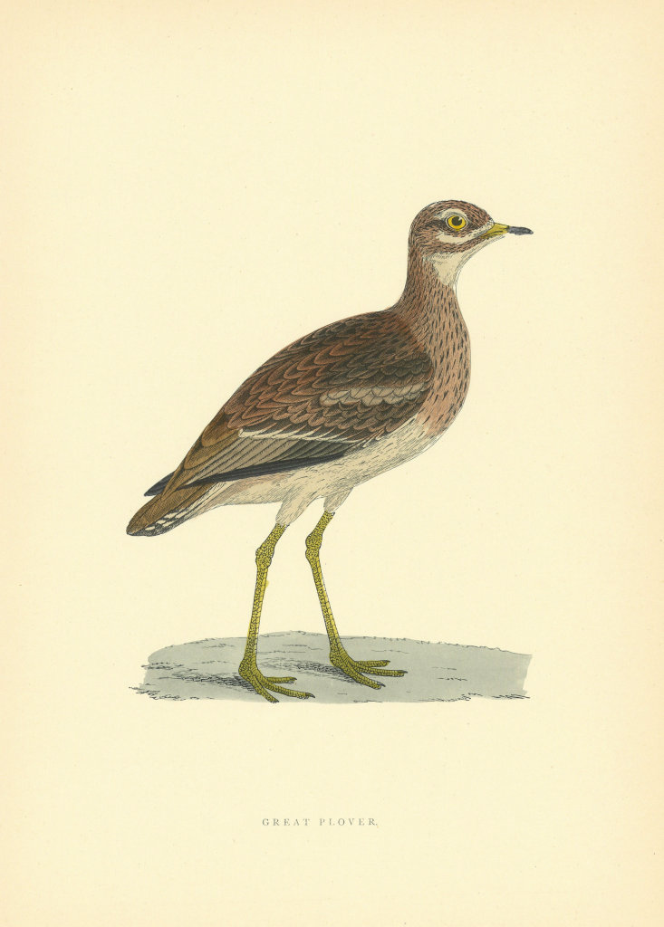 Great Plover. Morris's British Birds. Antique colour print 1903 old