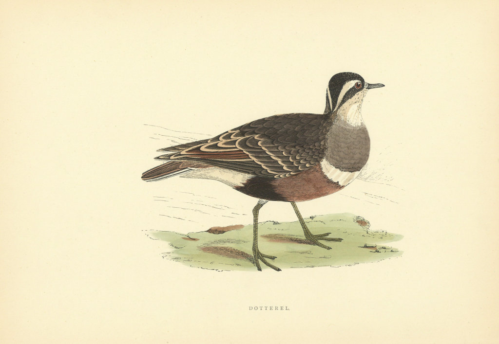 Dotterel. Morris's British Birds. Antique colour print 1903 old