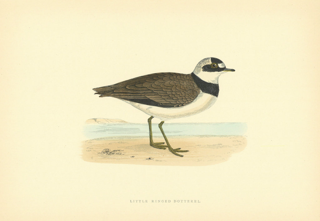 Little Ringed Dotterel. Morris's British Birds. Antique colour print 1903