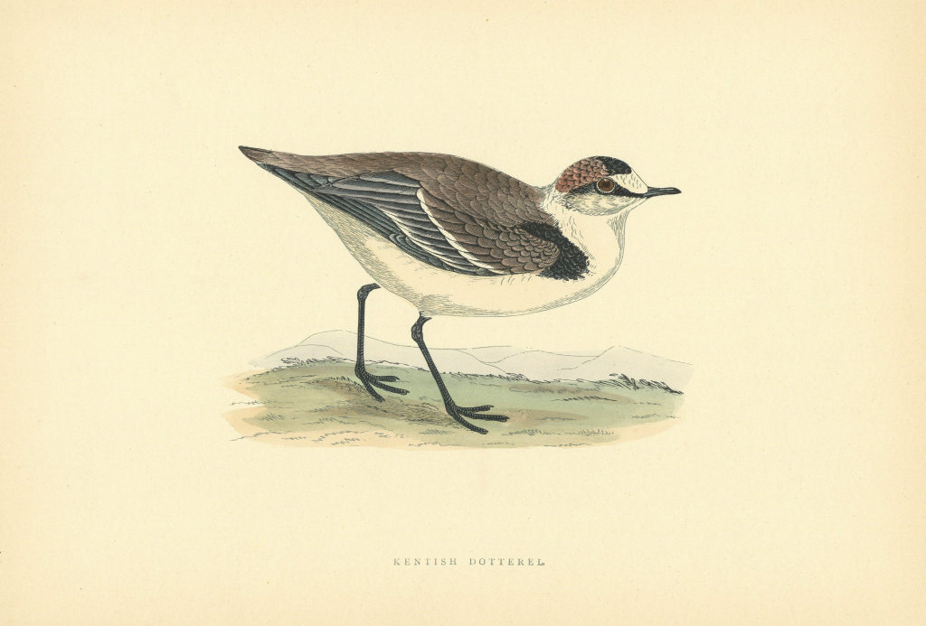 Kentish Dotterel. Morris's British Birds. Antique colour print 1903 old