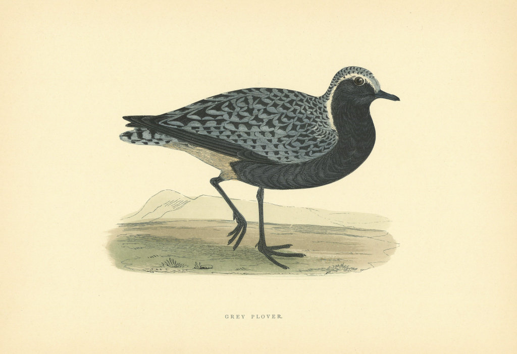 Grey Plover. Morris's British Birds. Antique colour print 1903 old