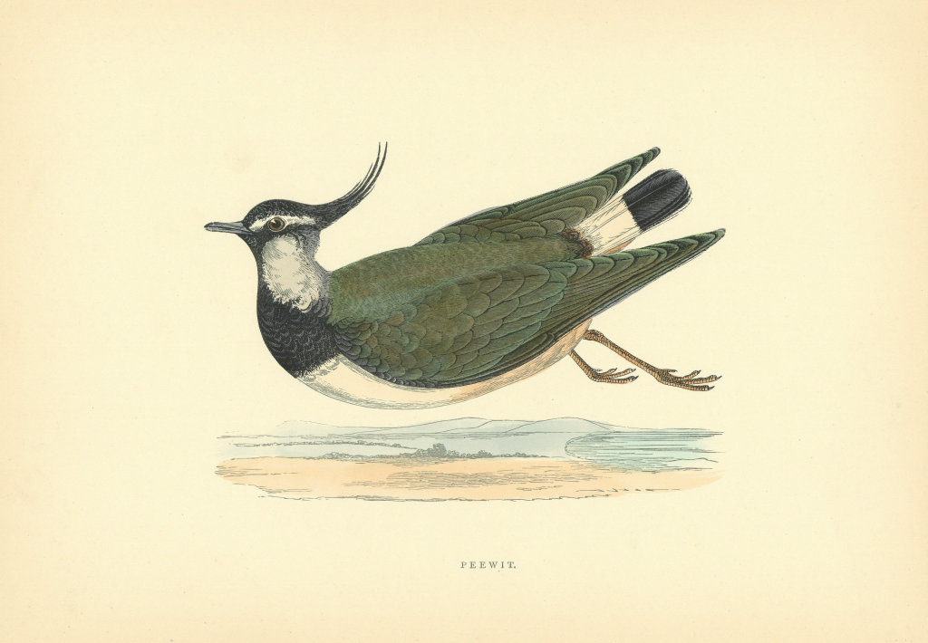 Peewit. Morris's British Birds. Antique colour print 1903 old