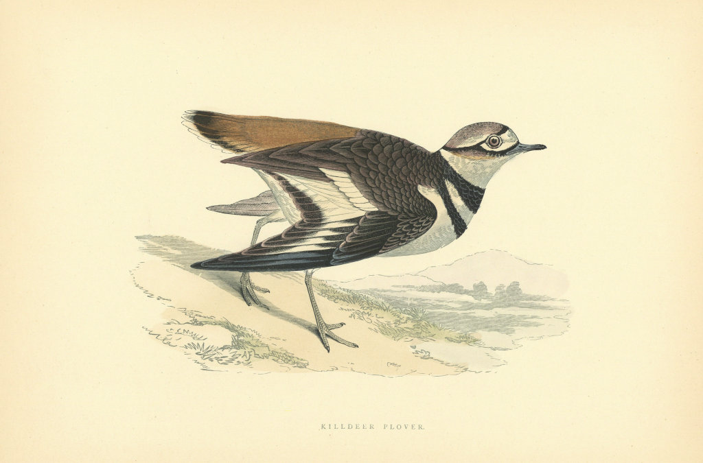 Killdeer Plover. Morris's British Birds. Antique colour print 1903 old