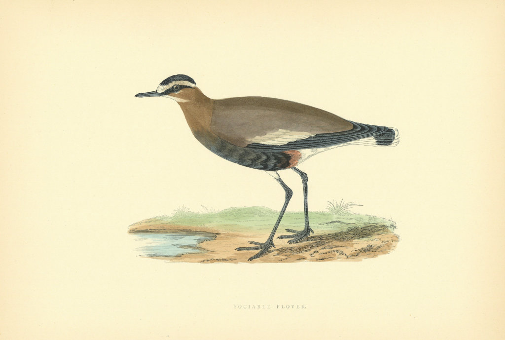 Sociable Plover. Morris's British Birds. Antique colour print 1903 old