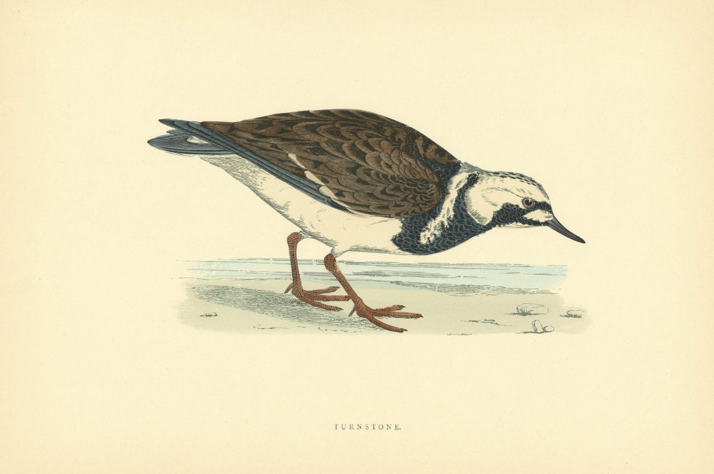 Turnstone. Morris's British Birds. Antique colour print 1903 old