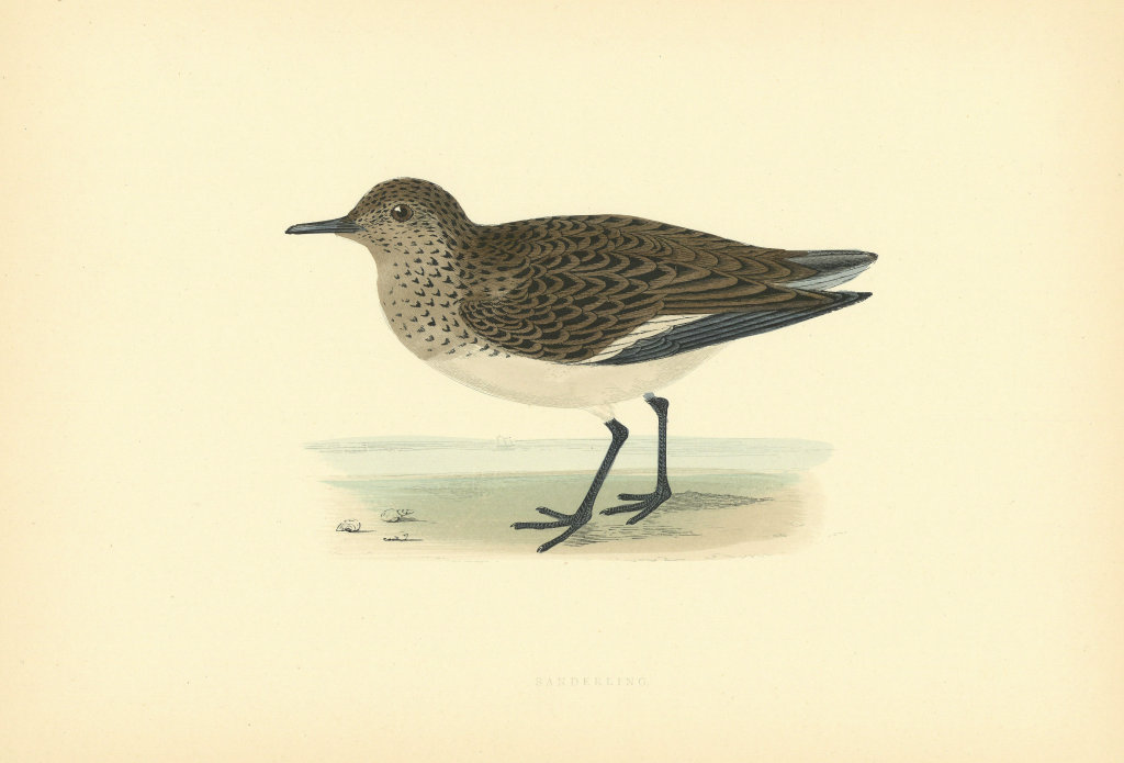 Sanderling. Morris's British Birds. Antique colour print 1903 old