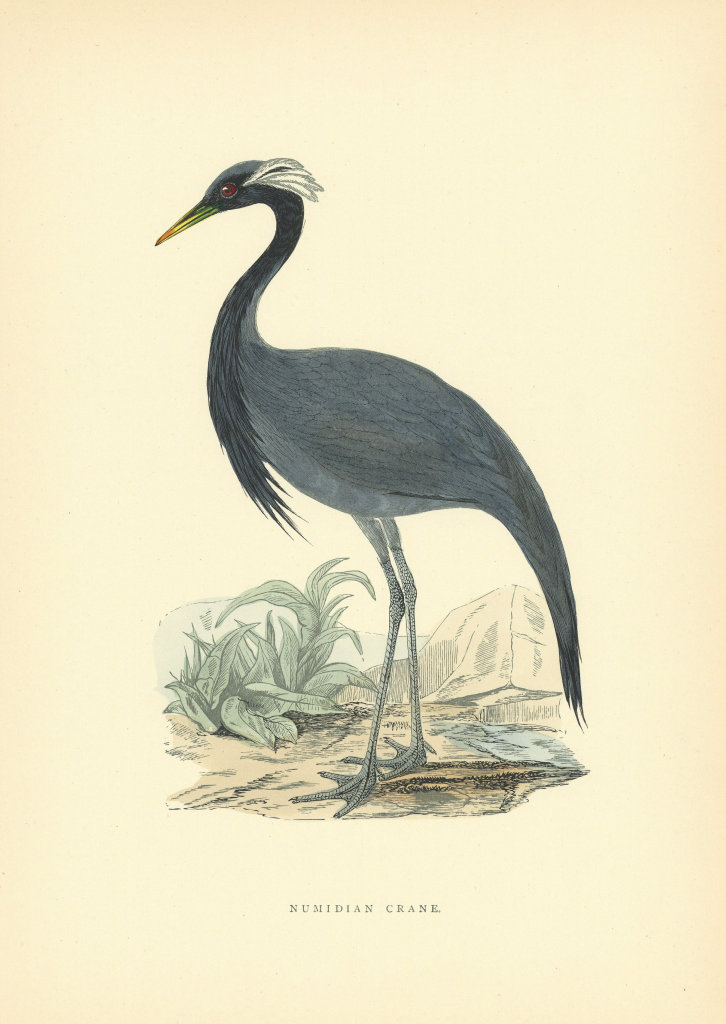 Numidian Crane. Morris's British Birds. Antique colour print 1903 old