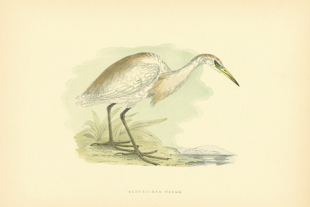 Buff-backed Heron. Morris's British Birds. Antique colour print 1903 old