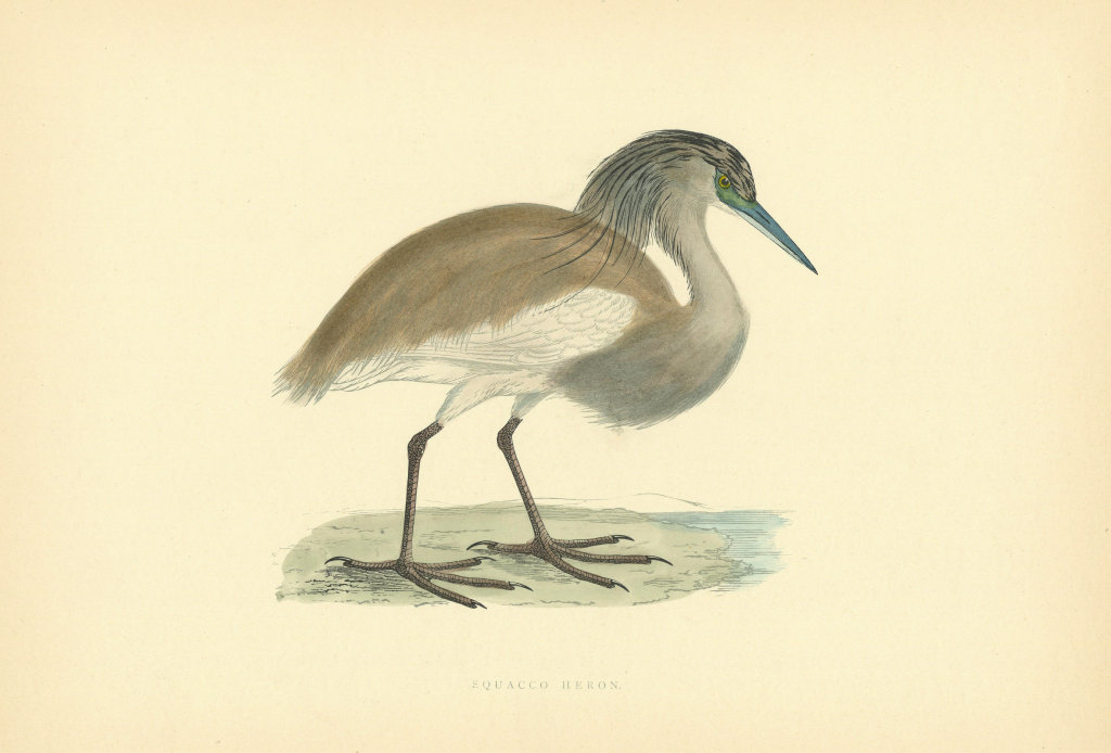 Squacco Heron. Morris's British Birds. Antique colour print 1903 old