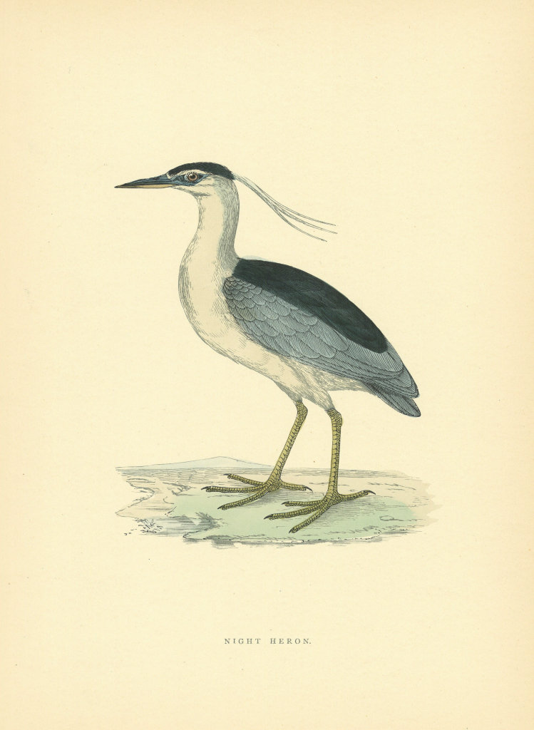 Night Heron. Morris's British Birds. Antique colour print 1903 old