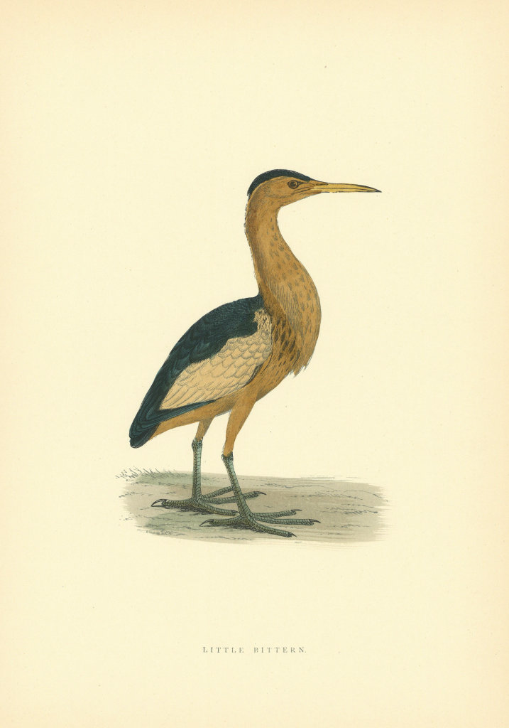 Associate Product Little Bittern. Morris's British Birds. Antique colour print 1903 old